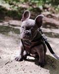 Miniatyrbild 3 av 9: PUPPIA Mjuka kamouflagehängslen/väst Välj storlek: L