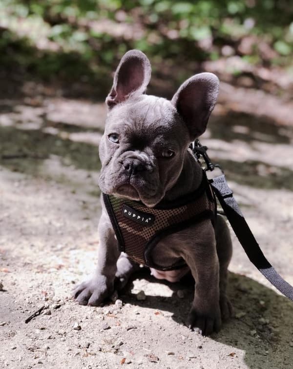 PUPPIA Mjuka kamouflagehängslen/väst Välj storlek: L