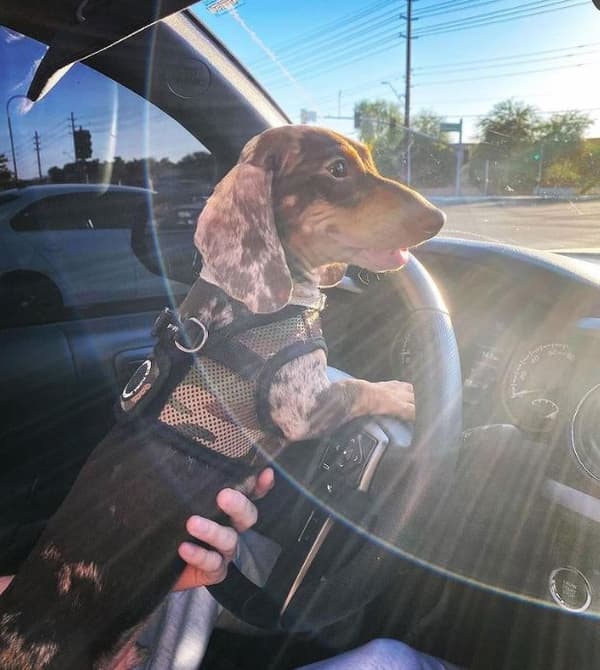 PUPPIA Mjuka kamouflagehängslen/väst Välj storlek: L