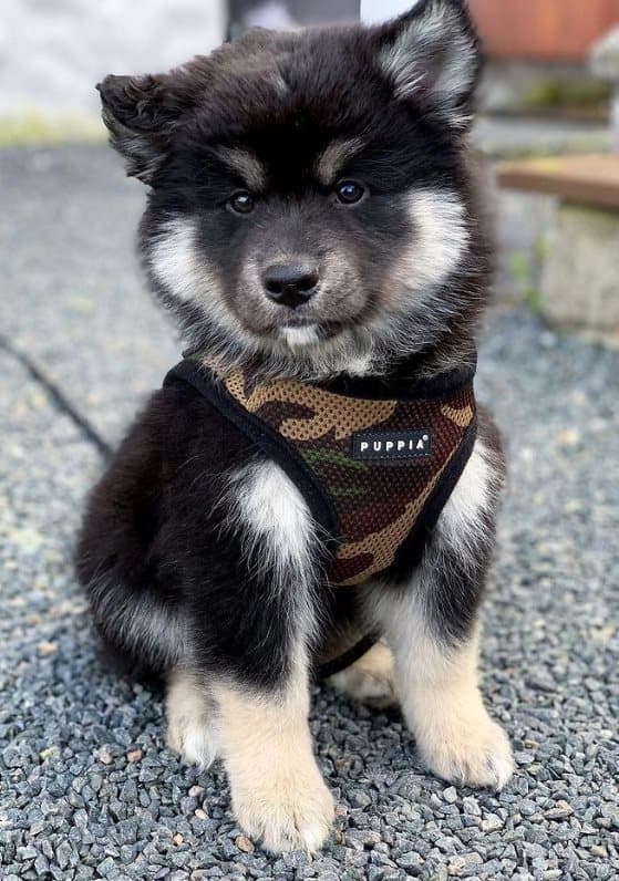 PUPPIA Mjuka kamouflagehängslen/väst Välj storlek: L