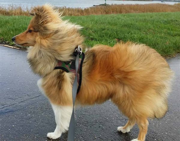 PUPPIA Mjuka kamouflagehängslen/väst Välj storlek: L