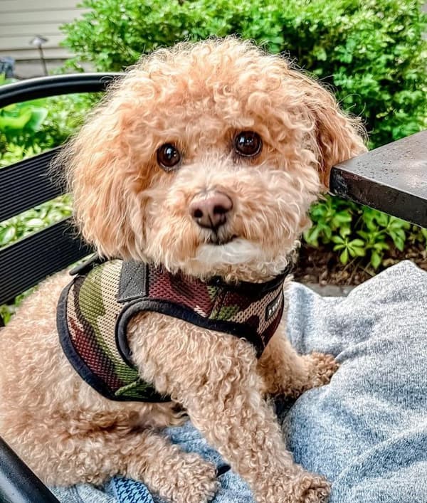 PUPPIA Mjuka kamouflagehängslen/väst Välj storlek: L