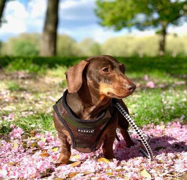 PUPPIA Mjuka kamouflagehängslen/väst Välj storlek: L