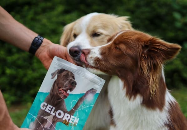 Contipro Jelly for hunder for ledd Geloren HA Large Dog 420g