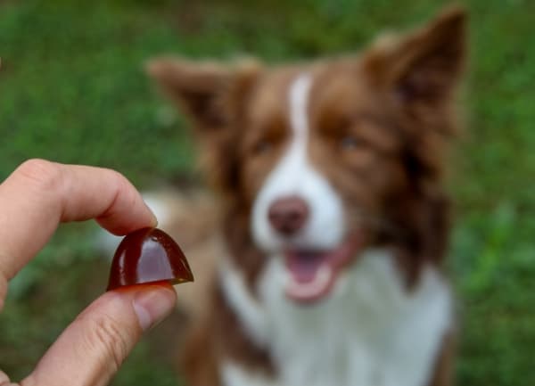 GELOREN Small dog Joints - hundevitaminer - 180g