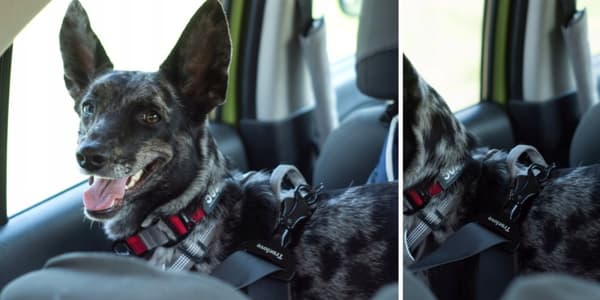 HOLDER TIL HUNDEBELTE TIL BILEN STRONG TRUELOVE