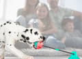 Miniatyrbillede 2 af 11: Multifunktionel hundekat sikker elastisk rengøring af tænderkugle