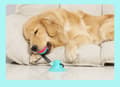 Miniatyrbild 6 av 11: Multifunktionell hund katt säker elastisk rengöring tänder boll