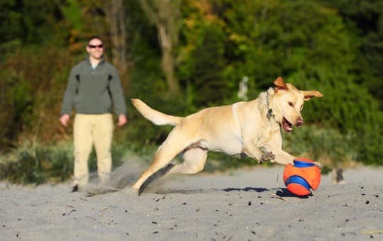Chuckit Kick Fetch - Nyt voit vihdoin pelata oikeaa jalkapalloa koirasi kanssa! Suuri leikki- / hakupallo koirille
