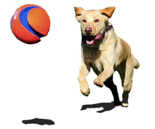 Chuckit Kick Fetch - Nyt voit vihdoin pelata oikeaa jalkapalloa koirasi kanssa! Suuri leikki- / hakupallo koirille