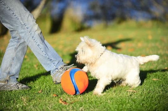 Chuckit Kick Fetch - Nyt voit vihdoin pelata oikeaa jalkapalloa koirasi kanssa! Suuri leikki- / hakupallo koirille