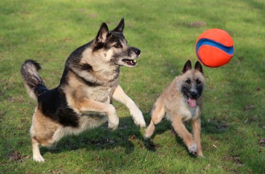 Chuckit Kick Fetch - Nyt voit vihdoin pelata oikeaa jalkapalloa koirasi kanssa! Suuri leikki- / hakupallo koirille