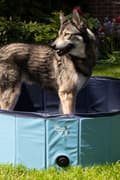 Pikkukuva 4 / 7: CoolPets Pool - Tämä uima-allas tarjoaa koirille täydellisen tavan vilvoitella!