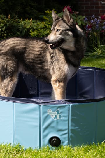 CoolPets Pool - Tämä uima-allas tarjoaa koirille täydellisen tavan vilvoitella!