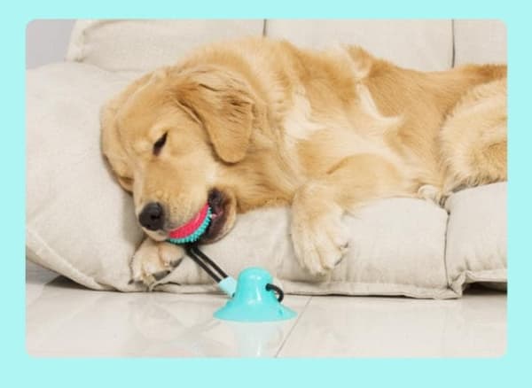 Multifunctional dog cat safe elastic cleaning teeth ball
