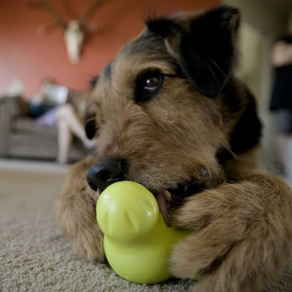 West Paw Hundleksak med Zogoflex Tux grön L