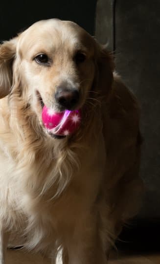 Dog Comets Helix - Pallo liikkuu itsestään ja tekee erilaisia eläinten ääniä.