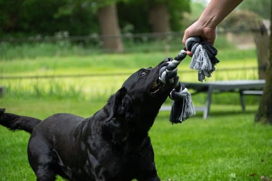 Floss Boss Dental Rope 5 knot - Hammaslankaa köysi pitkäaikaiseen nautintoon