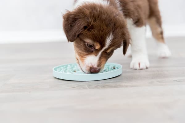 Junior Lick'n'Snack platta, ø 21 cm Aktivitetsprodukt