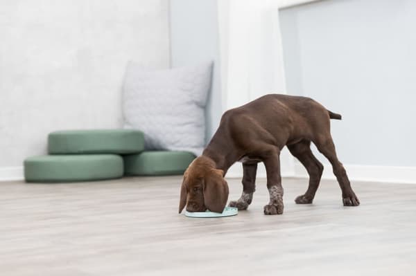 Junior Lick'n'Snack platta, ø 21 cm Aktivitetsprodukt