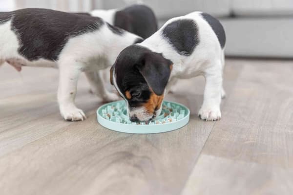 Junior Lick'n'Snack platta, ø 21 cm Aktivitetsprodukt