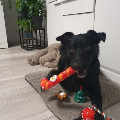 Julegave til Hund - Hundelegetøj