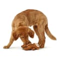 Miniatyrbild 2 av 3: Hundleksak Hunter Togh Toys Brun 25 cm Apa