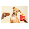 Miniatyrbild 4 av 11: Hundleksak Gloria Hamburdog 14 x 6 cm Hamburgare