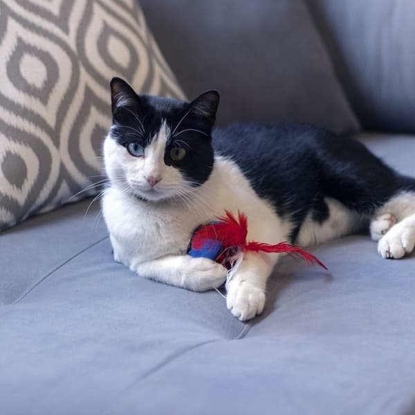 Legetøj til katte Spider-Man