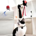 Miniatyrbillede 3 af 9: Legetøj til katte Spider-Man Rød 100 % polyester