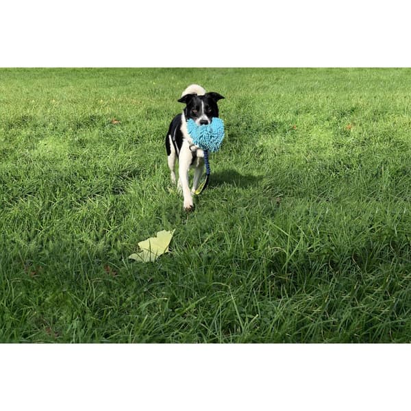 Training toy Coachi TUGGI HIDE Sininen