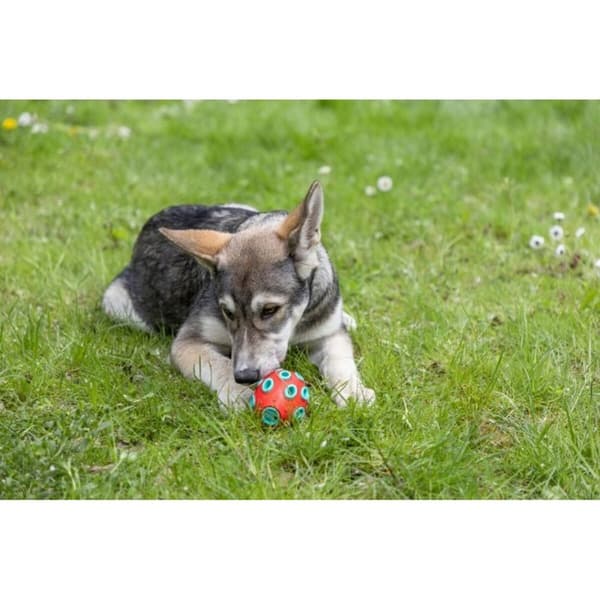 Hund Bidering Kerbl Rød Grøn Naturgummi