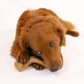Miniatyrbild 1 av 4: Hundleksak Nylabone Kyckling 20 Kräm djur