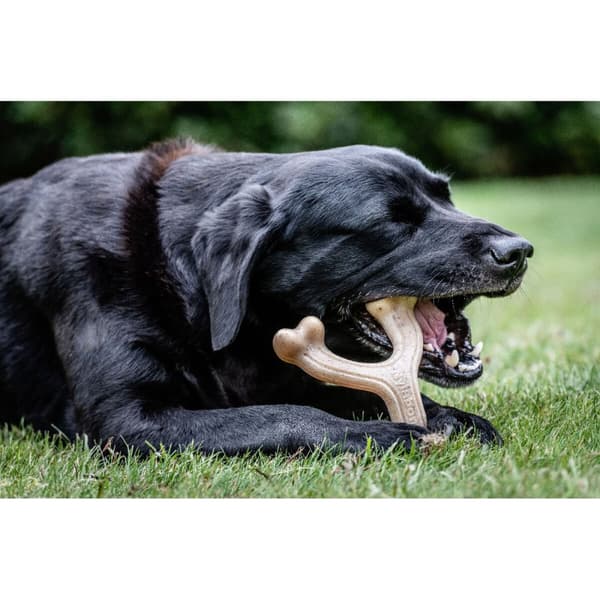 Hundleksak Nylabone Kyckling 11 Kräm djur