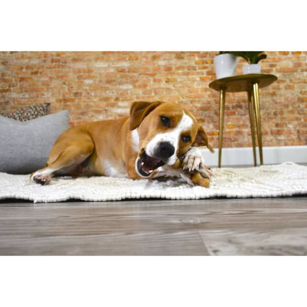 Hundleksak Nylabone Kyckling 11 Kräm djur