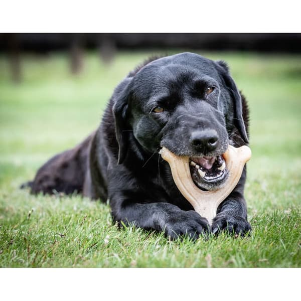 Hundleksak Nylabone Kyckling 11 Kräm djur