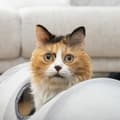 Pikkukuva 4 / 11: Taitettava Tunneli Lemmikille Funnyl InnovaGoods