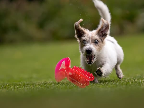Tuggleksak / Leksak för Hund - Rengör tänder