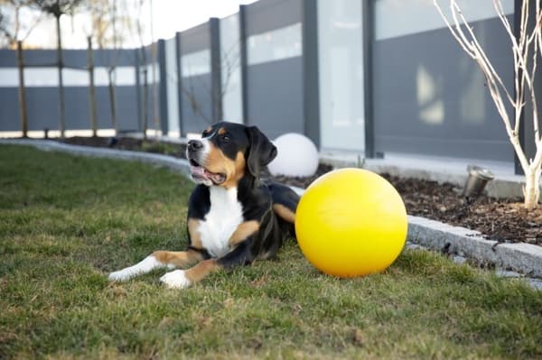 KERBL Interaktiivinen pallo koirille, keltainen, 30 cm