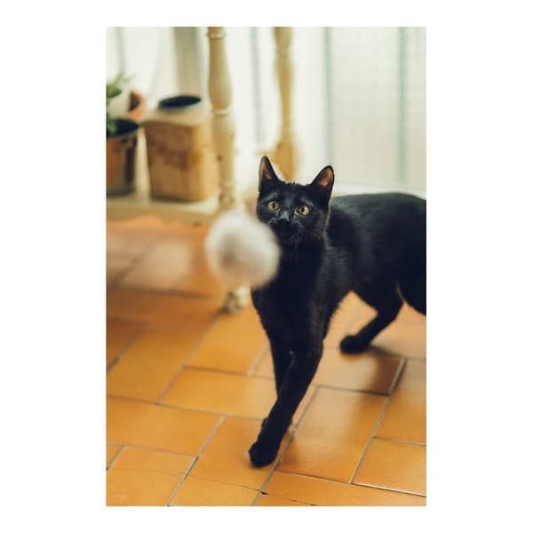 Sukkerrør til katte Gloria Gaudí Træ Pomponer (6 cm)