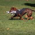Miniatyrbillede 4 af 8: Legetøj til hunde Star Wars   Grå EVA
