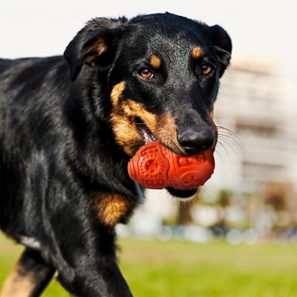 TYGGEBOLD TIL HUNDE PJ-046 RED