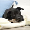 Miniatyrbillede 3 af 3: Hund Bidering Nylabone Brun Jordnøddesmør S