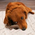 Miniatyrbillede 4 af 5: Hund Bidering Nylabone Brun Jordnøddesmør M