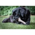 Miniatyrbillede 2 af 5: Hund Bidering Nylabone Brun Jordnøddesmør XL