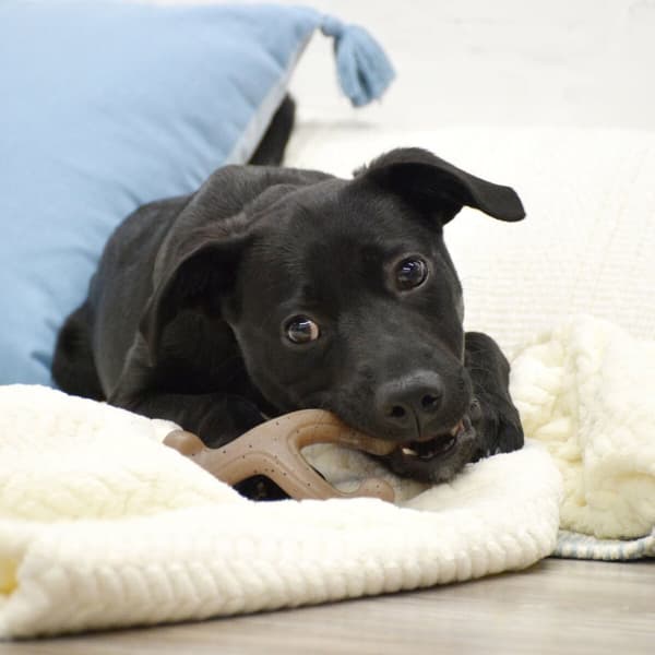 Tuggleksak för hundar Nylabone Brun Jordnötssmör S
