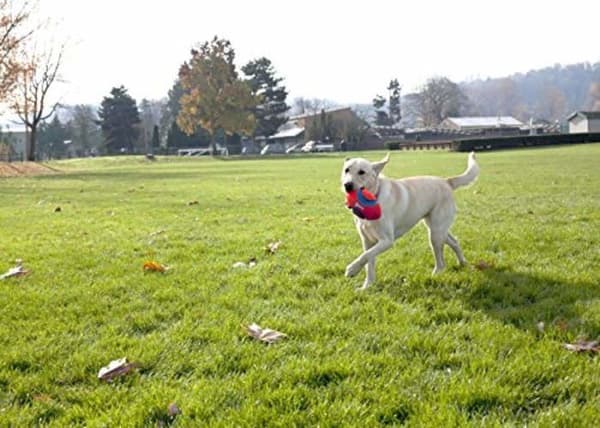Chuck it-leksak - 253101 - Chuckit! Fumble Fetch Dog Toy 13 x 20 cm Storlek S