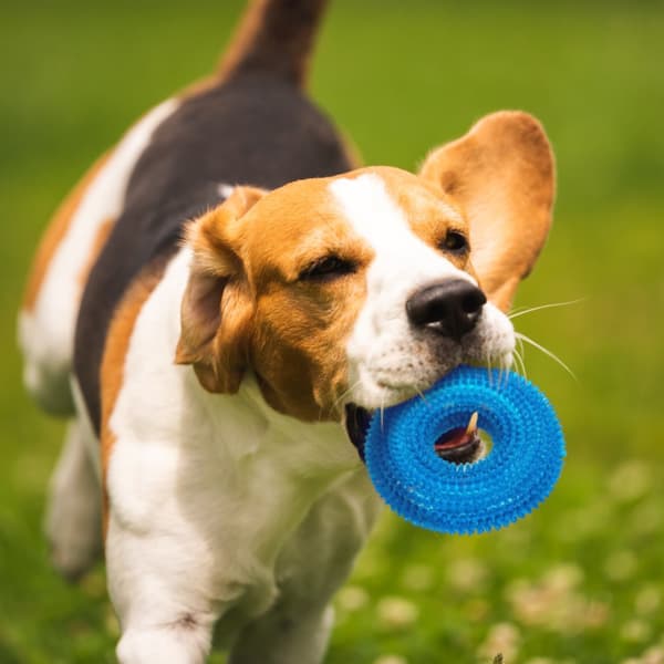 Rundt gummi knirkende legetøj til hunde