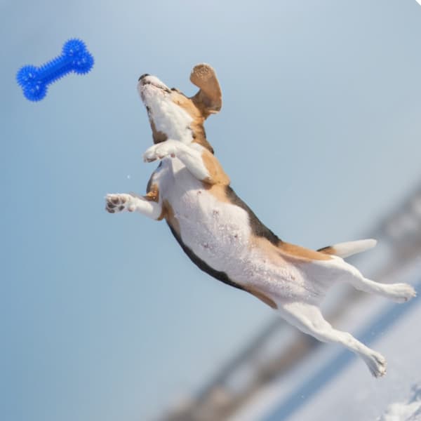Et knirkende gummilegetøj til en hund i form af en knogle