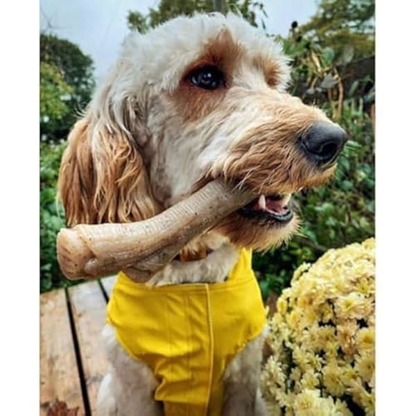 Tuggleksak - NYLABONE - Maximal kraft - Robust nylon - Jordnötssmak - För medelstora hundar